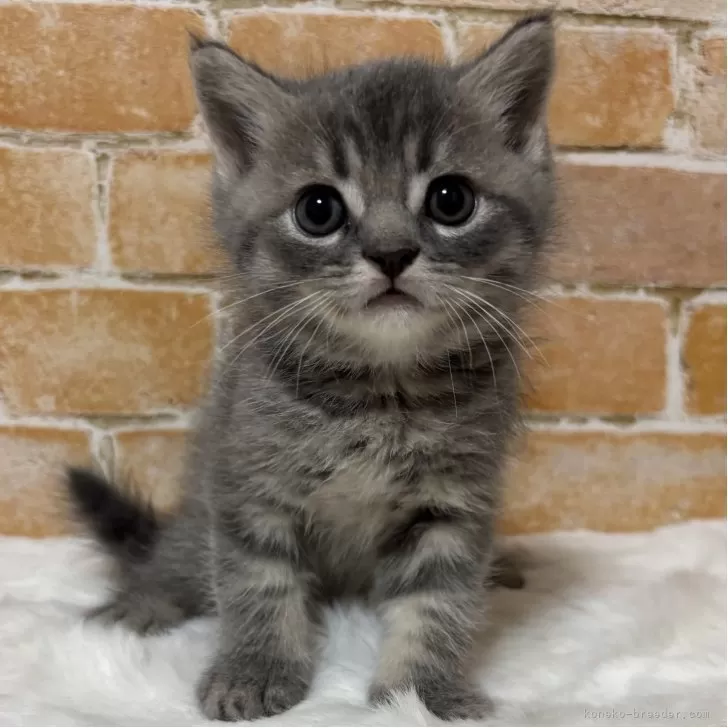 ID：2601-01453の子猫