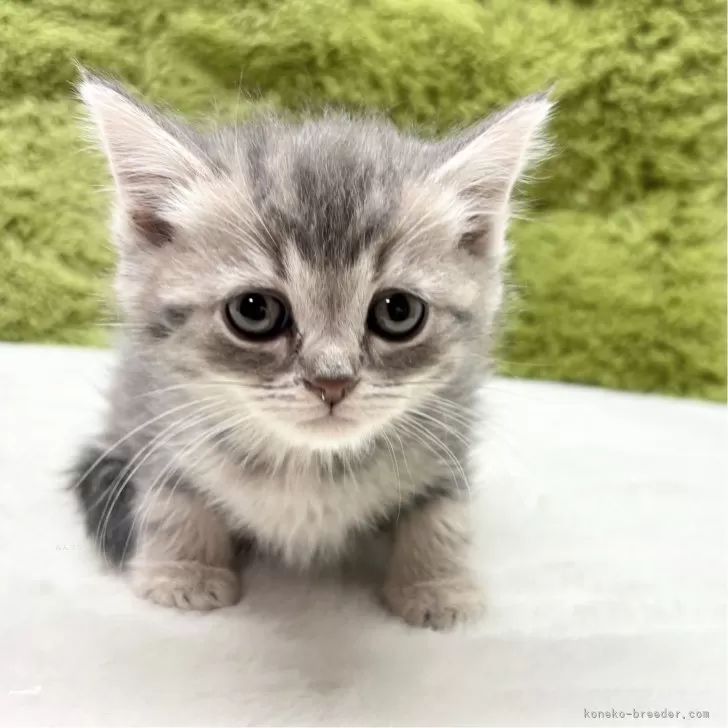 ID:2503-01905の子猫