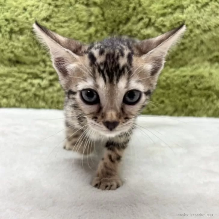 ID：2507-00650の子猫