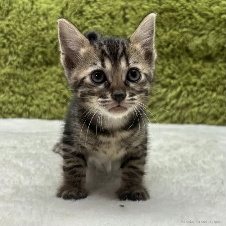 トイガー【愛知県・女の子・2025年8月11日・ブラウンマッカレルタビー】の写真1