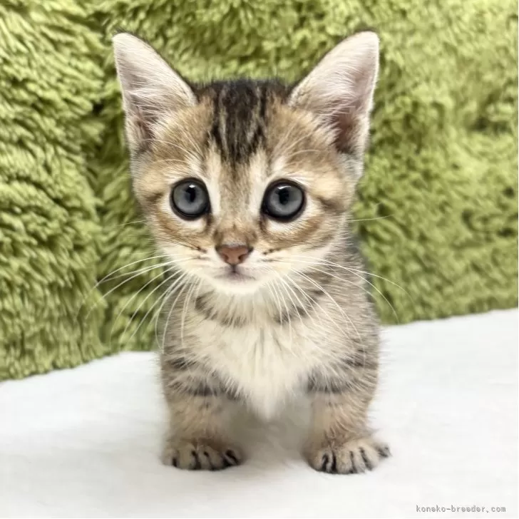 シャケのパパ 様のお迎えした子猫