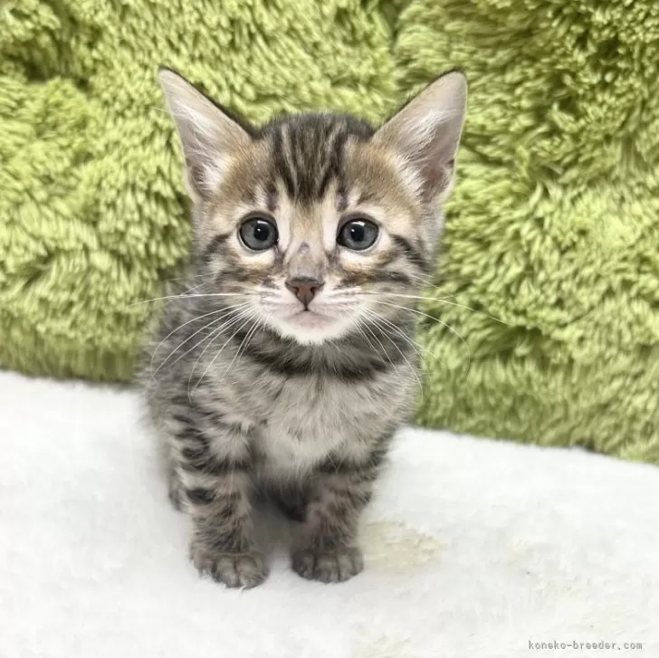 ID：2412-02679の子猫