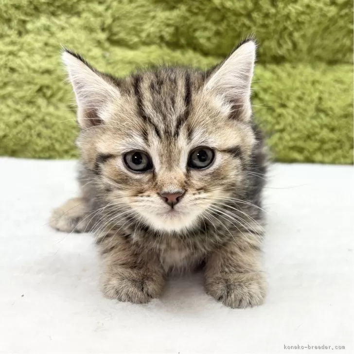 あやこの 様のお迎えした子猫