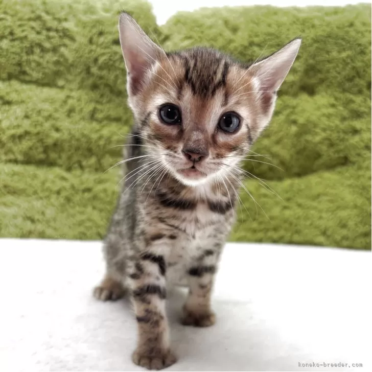 ID：2504-03021の子猫