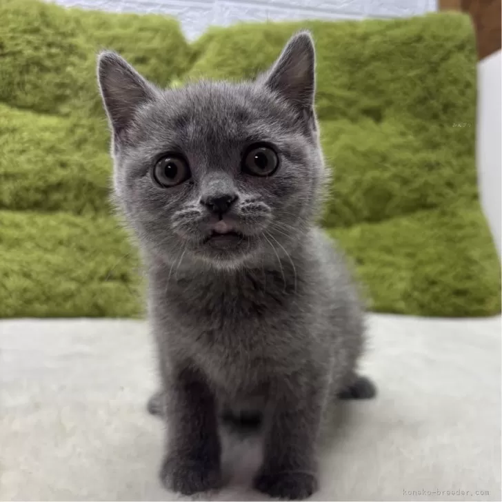 ID:2503-02974の子猫