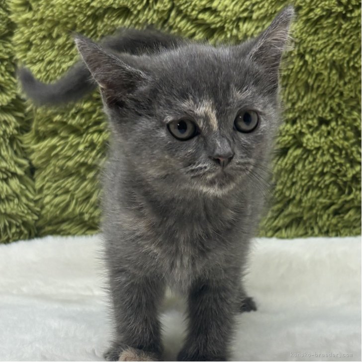 ブリーダー画像