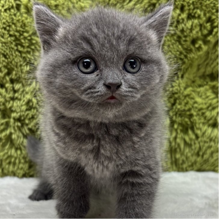 ブリーダー画像