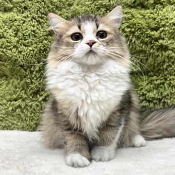 マンチカン(長足)【愛知県・女の子・2025年4月18日・ブラウンタビー（長毛）】の写真「毛量抜群😸✨」