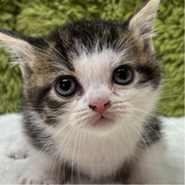 マンチカン(長足)【愛知県・女の子・2025年10月19日・ブラウンパッチドタビー&ホワイト（長毛）】の写真「年末年始一緒に過ごせます♪」