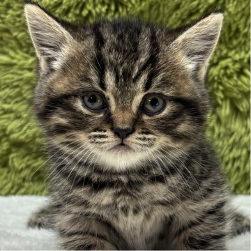 マンチカン(長足)【愛知県・女の子・2025年10月19日・ブラウンパッチドタビー（短毛）】の写真「年末年始一緒に過ごせます♪」