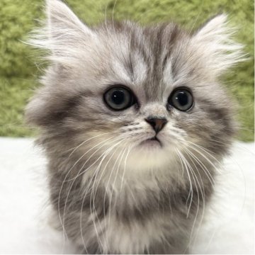 ミヌエット(短足)【愛知県・女の子・2025年8月15日・シルバータビー（短毛）】の写真「足の短さご注目👀✨」