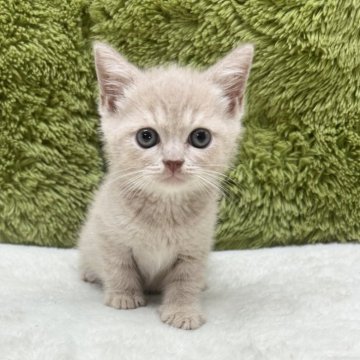 ブリティッシュショートヘア【愛知県・男の子・2025年7月19日・クリーム】の写真「珍しいクリームブリちゃん🐈」