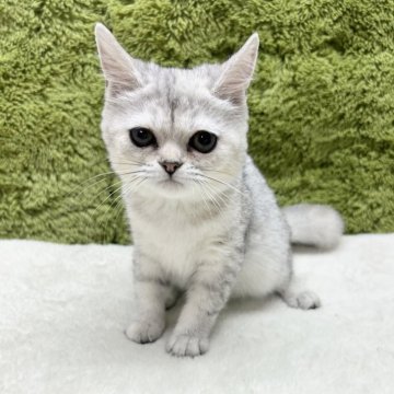 マンチカン(長足)【愛知県・女の子・2025年4月11日・シルバータビー】の写真「仲良し三人兄弟★」