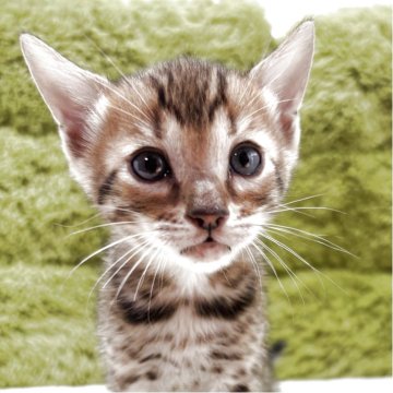ベンガル【愛知県・男の子・2025年3月20日・ブラウンスポテッドタビー】の写真「細かいマーブル模様😸」