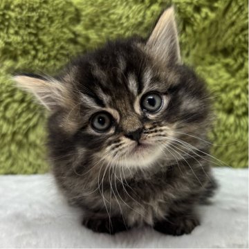 マンチカン(短足)【愛知県・男の子・2025年10月19日・ブラウンタビー（長毛）】の写真「年末年始一緒に過ごせます♪」