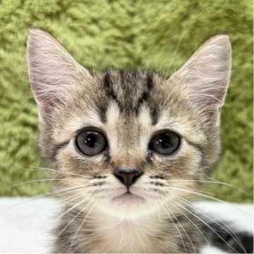 マンチカン(短足)【愛知県・男の子・2025年9月6日・ブラウンタビー（短毛）】の写真「足の長さにご注目👀」