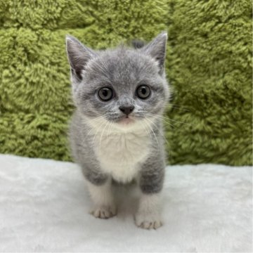 ブリティッシュショートヘア【愛知県・男の子・2025年8月21日・ブルー&ホワイト】の写真「かわいいブリティッシュ🐈」