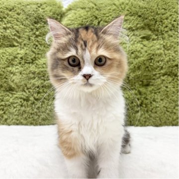 マンチカン(長足)【愛知県・女の子・2025年5月17日・ダイリュートキャリコ】の写真「可愛い四人兄弟😸✨」