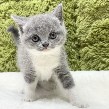 ブリティッシュショートヘア【愛知県・男の子・2025年8月21日・ブルー&ホワイト】の写真「かわいいブリティッシュ🐈」