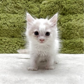 サイベリアン【愛知県・女の子・2025年5月9日・クリーム&ホワイト】の写真「可愛い四人兄弟です😸✨」