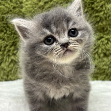 マンチカン(長足)【愛知県・男の子・2025年10月19日・シルバー（長毛）】の写真「年末年始一緒に過ごせます♪」