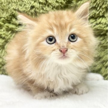 マンチカン(長足)【愛知県・女の子・2025年9月12日・レッドタビー（長毛）】の写真「毛がふわっふわ」