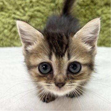 マンチカン(短足)【愛知県・女の子・2025年9月6日・ブラウンタビー（短毛）】の写真「足の長さにご注目👀」