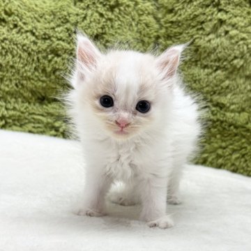 サイベリアン【愛知県・女の子・2025年5月9日・クリーム&ホワイト】の写真「可愛い四人兄弟です😸✨」