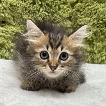 マンチカン(長足)【愛知県・男の子・2025年5月25日・ブラウンタビー】の写真「仲良し三兄弟😸✨」