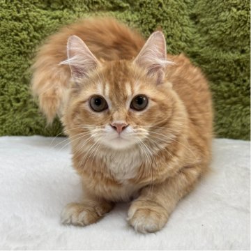 マンチカン(長足)【愛知県・男の子・2025年4月22日・レッドタビー（短毛）】の写真「短毛？中毛？😸」