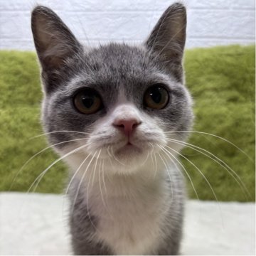 ブリティッシュショートヘア【愛知県・男の子・2025年7月26日・ブルー&ホワイト】の写真「自慢のブリティッシュ🐈✨」