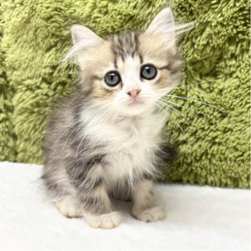 マンチカン(長足)【愛知県・女の子・2025年9月6日・ブラウンパッチドタビー&ホワイト（長毛）】の写真「お目目がくりくり👀✨」