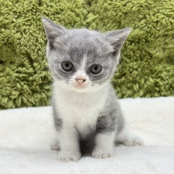 ブリティッシュショートヘア【愛知県・男の子・2025年8月21日・ブルー&ホワイト】の写真「かわいいブリティッシュ🐈」