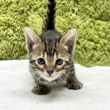 ベンガル【愛知県・男の子・2024年12月19日・ブラウンスポテッドタビー】の写真「柄に注目😺」