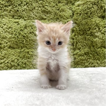 サイベリアン【愛知県・女の子・2025年5月9日・レッド&ホワイト】の写真「可愛い四人兄弟です😸」