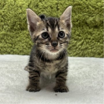 トイガー【愛知県・女の子・2025年8月11日・ブラウンマッカレルタビー】の写真「綺麗なマッカレルタビー😸」