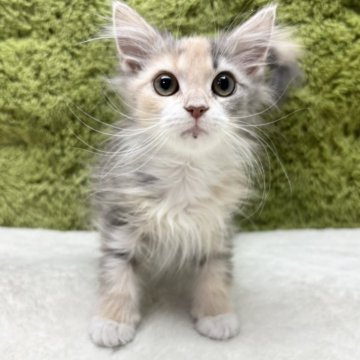 サイベリアン【愛知県・女の子・2025年5月17日・ダイリュートキャリコ】の写真「可愛い四人兄弟😸」