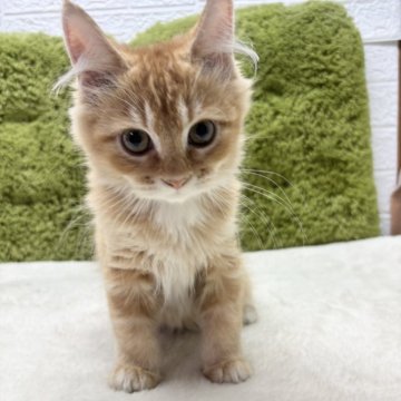 マンチカン(長足)【愛知県・男の子・2025年4月22日・レッドタビー（短毛）】の写真「短毛？中毛？😸✨」