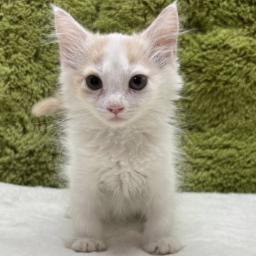 サイベリアン【愛知県・女の子・2025年5月9日・クリーム&ホワイト】の写真「可愛い四人兄弟です😸✨」