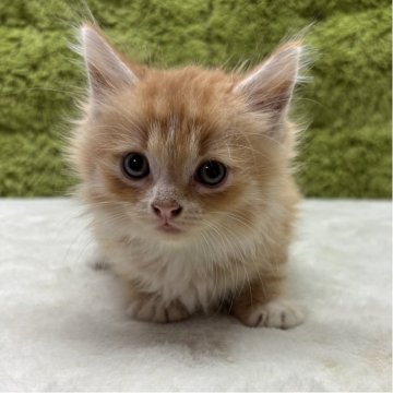 マンチカン(長足)【愛知県・男の子・2025年6月3日・レッドタビー（長毛？かな）】の写真「元気な3兄弟👬」