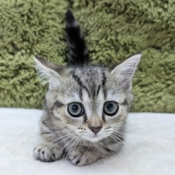 マンチカン(短足)【愛知県・女の子・2025年4月16日・ブラウンタビー（短毛）】の写真「短足ちゃん😸」