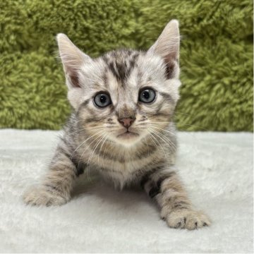 ベンガル【愛知県・男の子・2025年8月9日・シルバースパテッドタビー】の写真「綺麗なマーブル柄です😸」