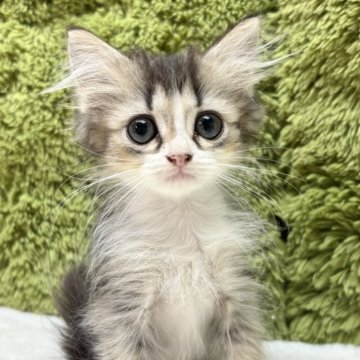 マンチカン(長足)【愛知県・男の子・2025年9月6日・ブラウンタビー（長毛）】の写真「長毛＆お目目くりくり👀」