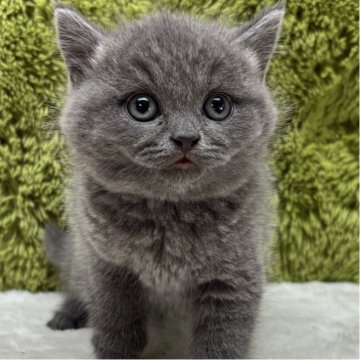 ブリティッシュショートヘア【愛知県・女の子・2025年10月16日・ブルー】の写真「ほっぺたのぷっくり具合たまりません😊」