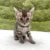 ベンガル