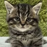 マンチカン(長足)【愛知県・女の子・2025年10月19日・ブラウンパッチドタビー】の写真1