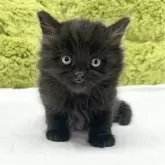 マンチカン(長足)【愛知県・男の子・2024年12月7日・ブラック】の写真1