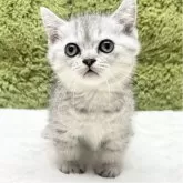 ミヌエット(短足)