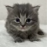 ミヌエット(長足)【愛知県・女の子・2025年12月14日・ブルー】の写真1