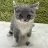 ブリティッシュショートヘア